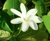 Tiki Monoi Tiare Shampoo (30ml)