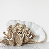 Resin Clam Shell