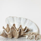 Resin Clam Shell - Pineapple Traders