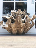 Vintage Resin Clam Shells - Pineapple Traders