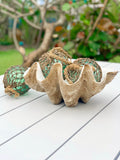Resin Clam Shell - Pineapple Traders