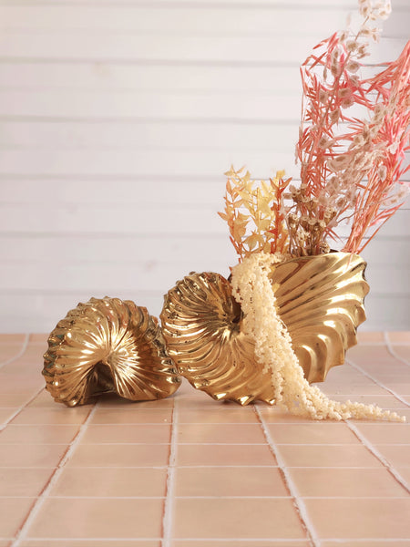 Brass Nautilus Shell – Pineapple Traders