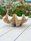 Resin Clam Shell - Pineapple Traders