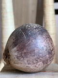 Whole Coconut