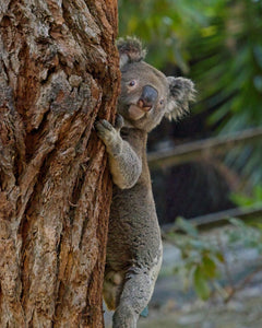 Save The Koala Day!