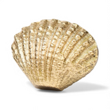 Seaside Scallop Brass Knob