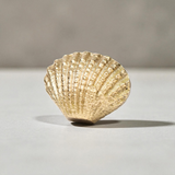 Seaside Scallop Brass Knob