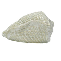 Cowrie Shell Decor