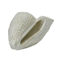 Cowrie Shell Decor