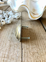 Brass Hamptons style shell handle