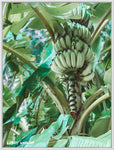 Banana Palm Photographic Print - By Libby Watkins