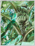 Banana Palm Photographic Print - By Libby Watkins